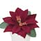 2.5" Premade Wine Velvet Poinsettia in White Terracotta Pot by Ashland®